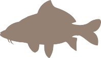 Carp